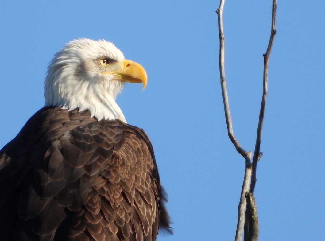 Chehalis resident Shawn Days captured this close-up of a bald eagle near the Willapa Hills Trail. To submit a photo for potential publication in The Chronicle, send images and details to news@chronline.com.